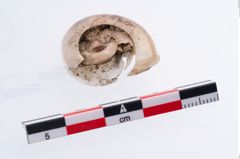 Foto von Schneckengehäuse (NHMW-PRAE-002299b)